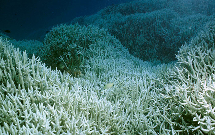 blanchissement-des-coraux