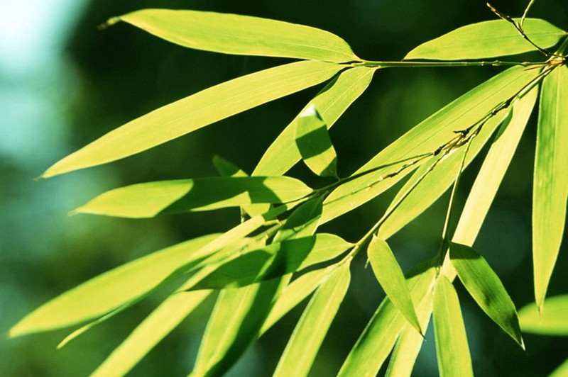 Conservation végétale