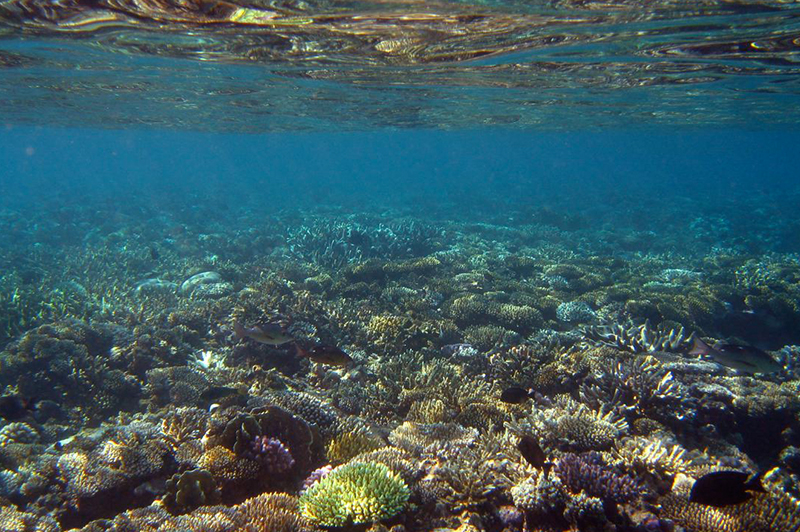récifs-coraliens