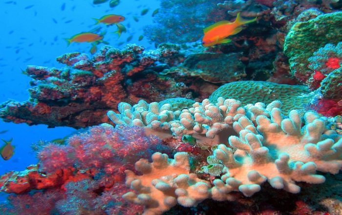 récifs coralliens océan indien