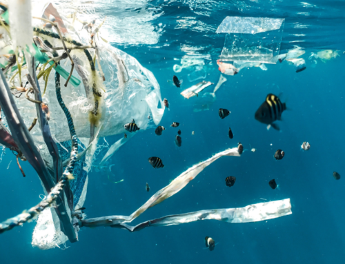 Rencontres internationales « Les plastiques dans l’océan Indien ». Innover dans la gestion de la pollution plastique