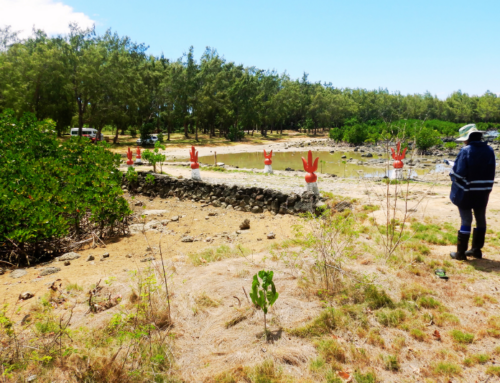MCUR – Un projet engagé pour la conservation des mangroves à Maurice