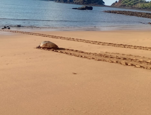 28ème Fête de la tortue à Mohéli : La COI renforce son engagement au service de la conservation marine