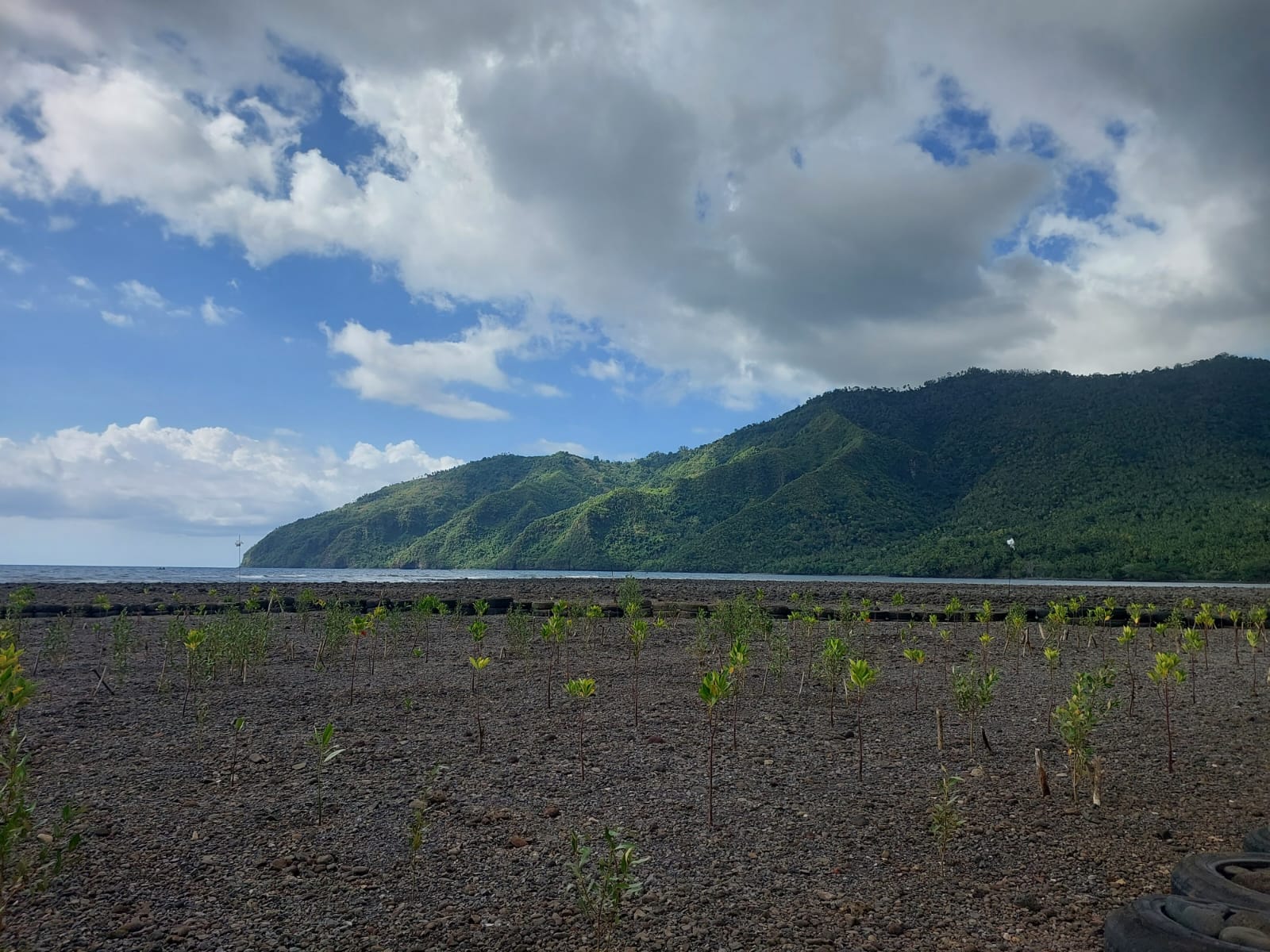 Site de plantation de mangrove à Mrombwé